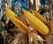За чотири місяці 2017 року Україна експортувала кукурудзи майже на $1,5 млрд